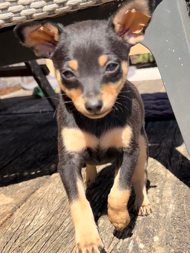 Praagse rattenvangers Praque  Praagse Rattler pup 1 reu nog!, Dieren en Toebehoren, Honden | Chihuahua's en Gezelschapshonden