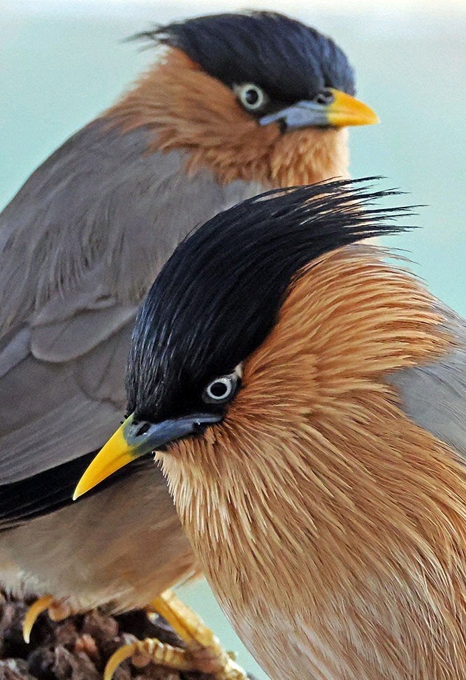 Nieuw binnen bij Vogelspeciaalzaak De Toekan – Prachtig k, Dieren en Toebehoren, Meerdere dieren, Tropenvogel, Geringd