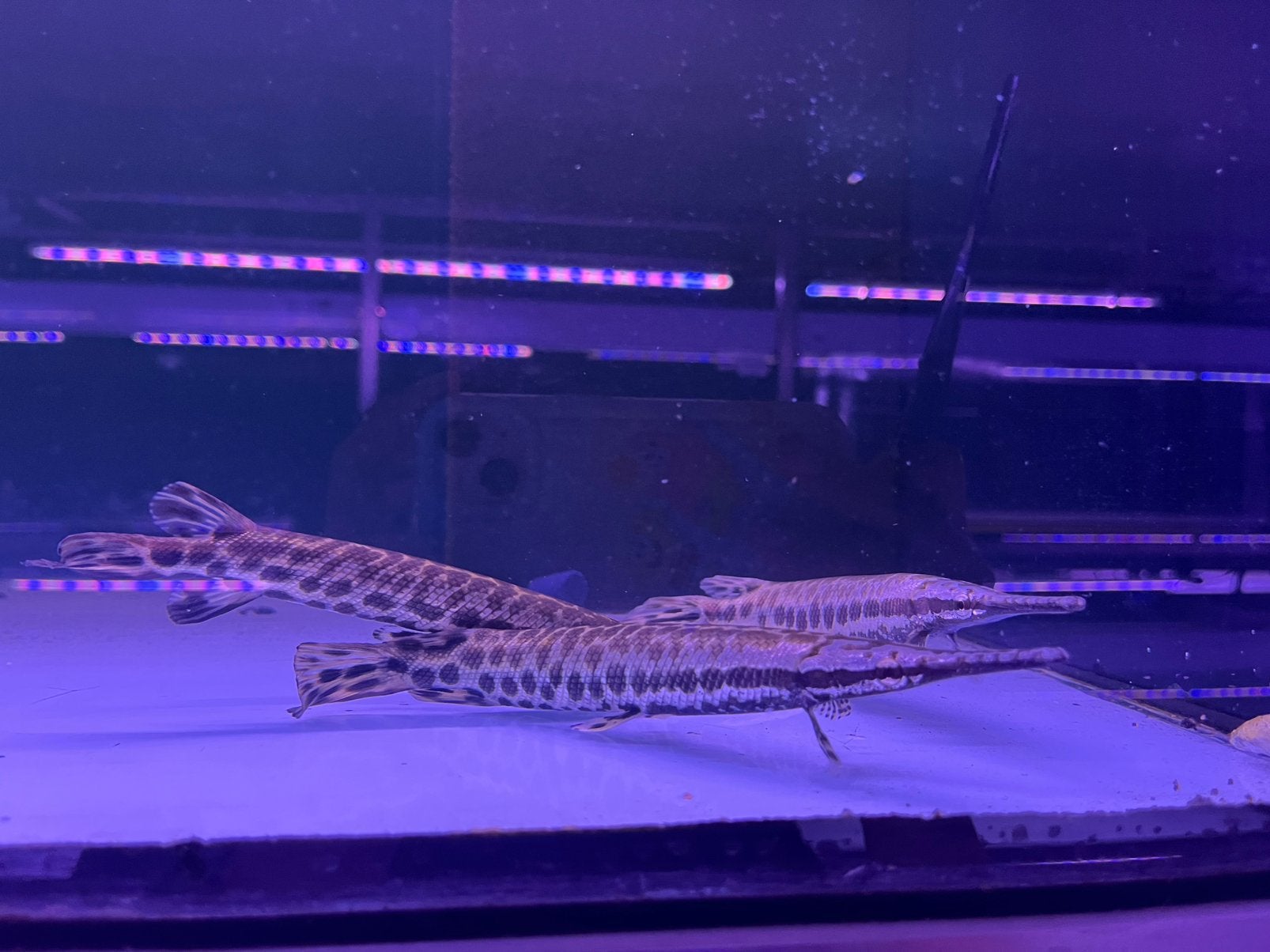 Florida gar, Vis