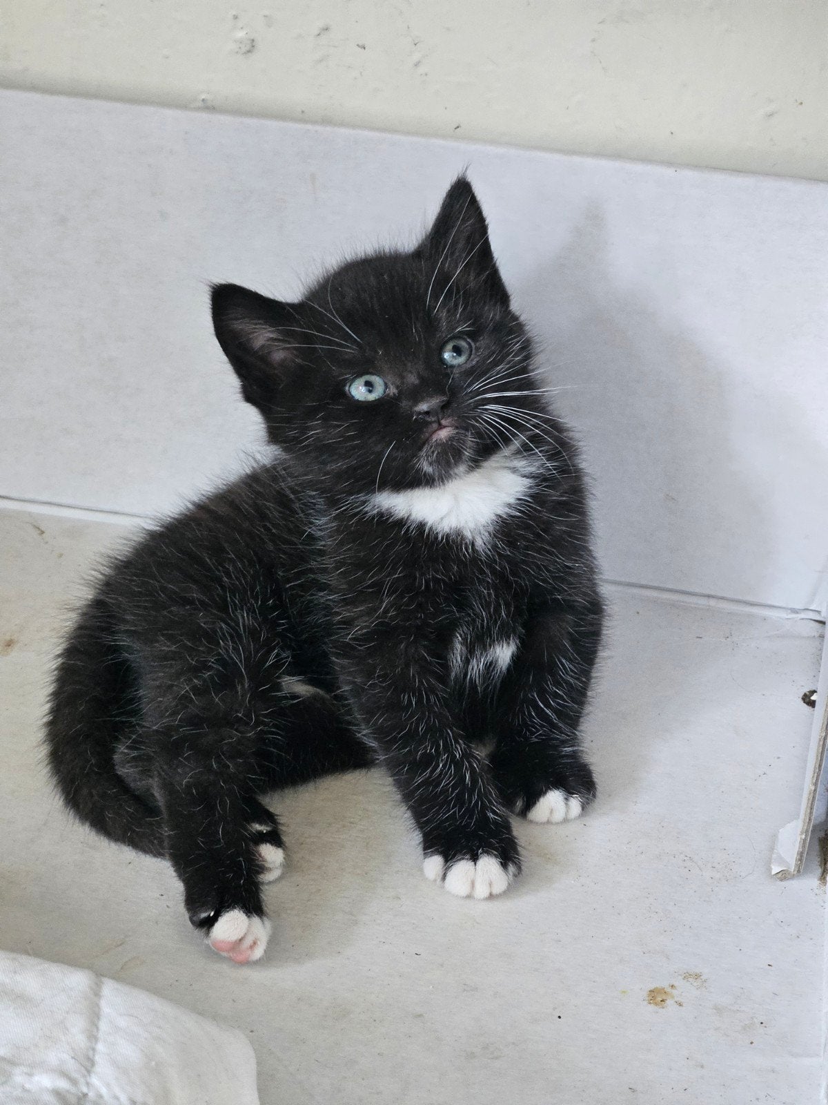 Lieve boerderij kittens te koop!, Dieren en Toebehoren, Katten en Kittens | Dekkaters