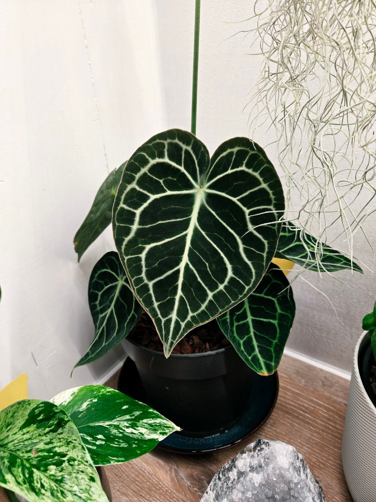 Anthurium Clarinervium, Overige soorten, In pot, Minder dan 100 cm, Groene kamerplant