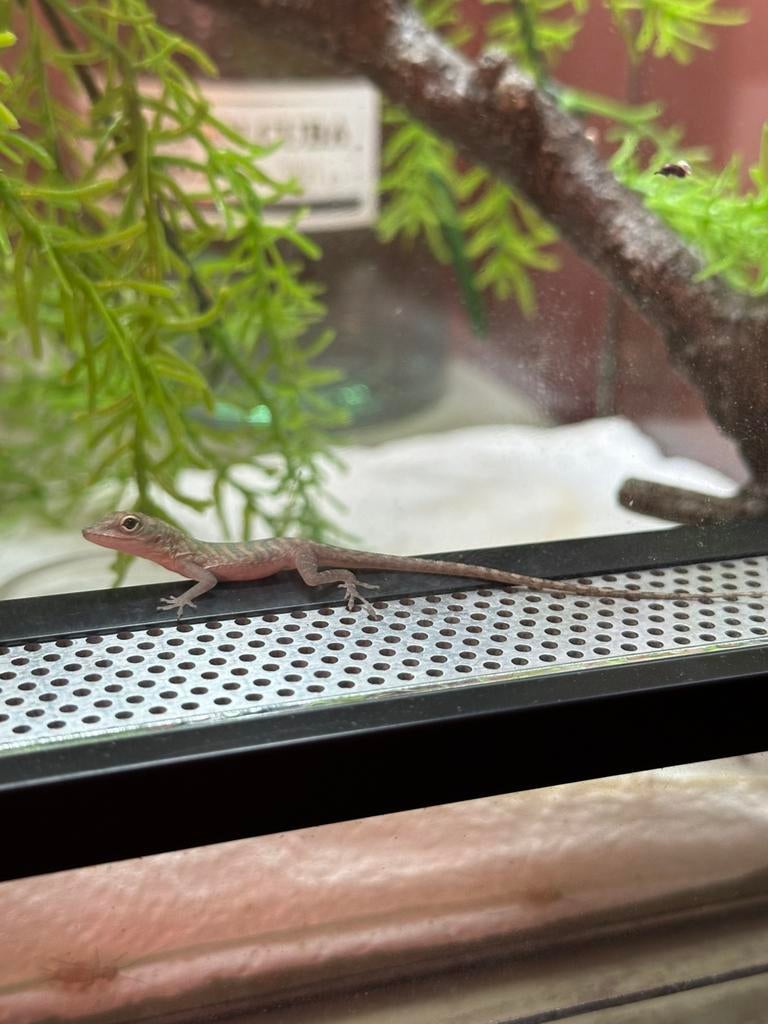 Anolis Garmani nakweek 2025, Dieren en Toebehoren, Reptielen en Amfibieën, Hagedis, 0 tot 2 jaar