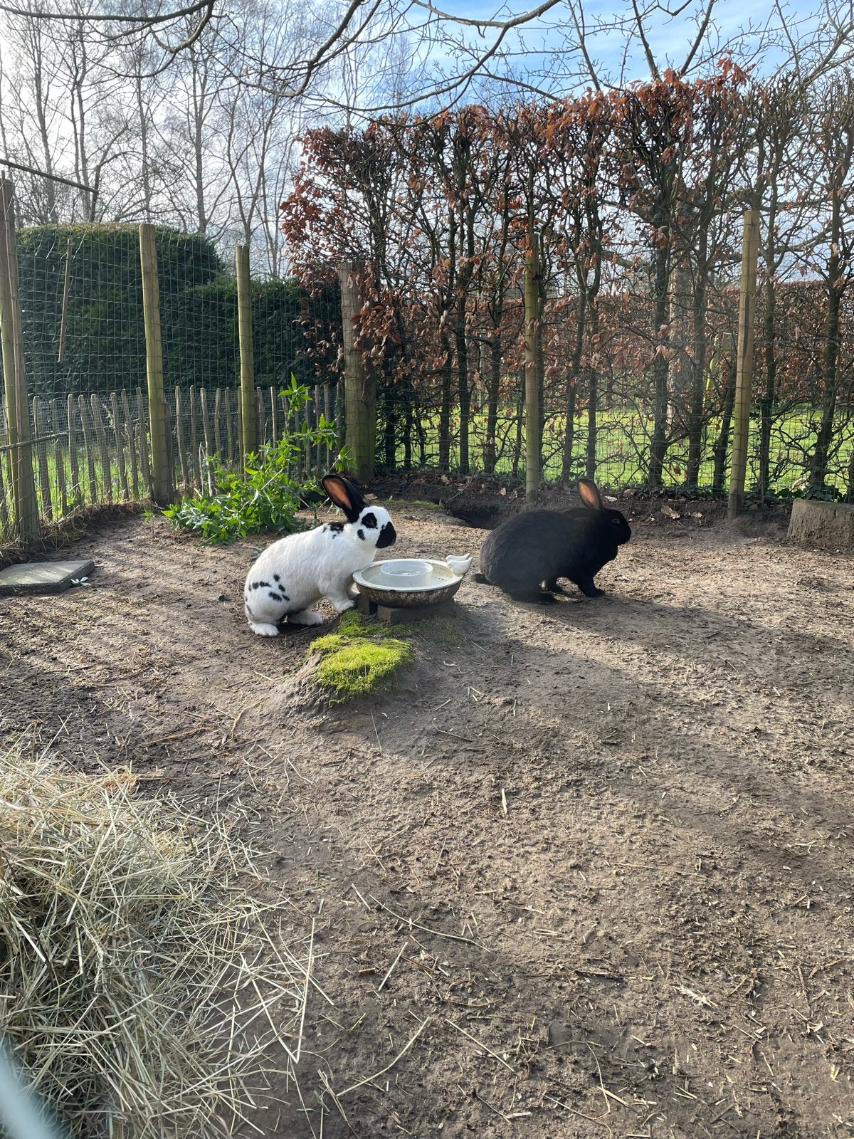 Gezocht: lotharinger konijn ram, 5-8 jaar oud, Mannelijk, Groot, 6 tot 8 jaar