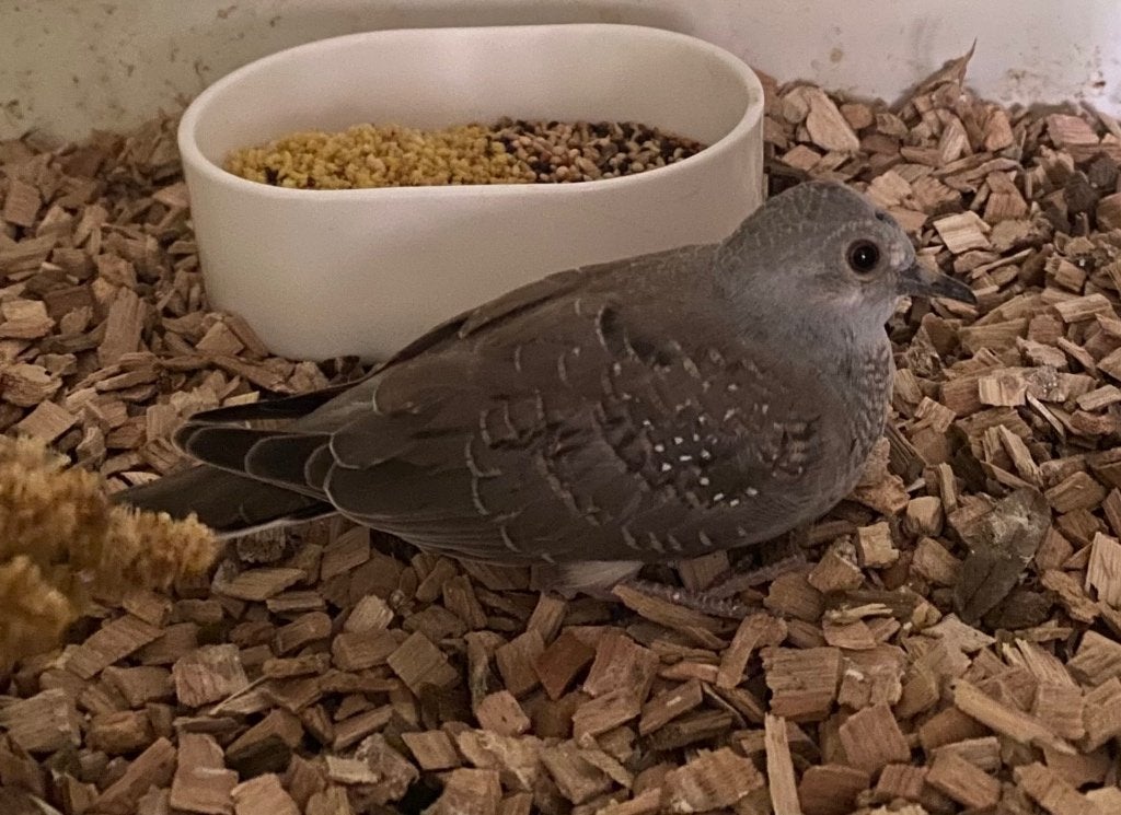 Jonge Diamantduifjes, Dieren en Toebehoren, Vogels | Overige Vogels, Meerdere dieren, Tropenvogel