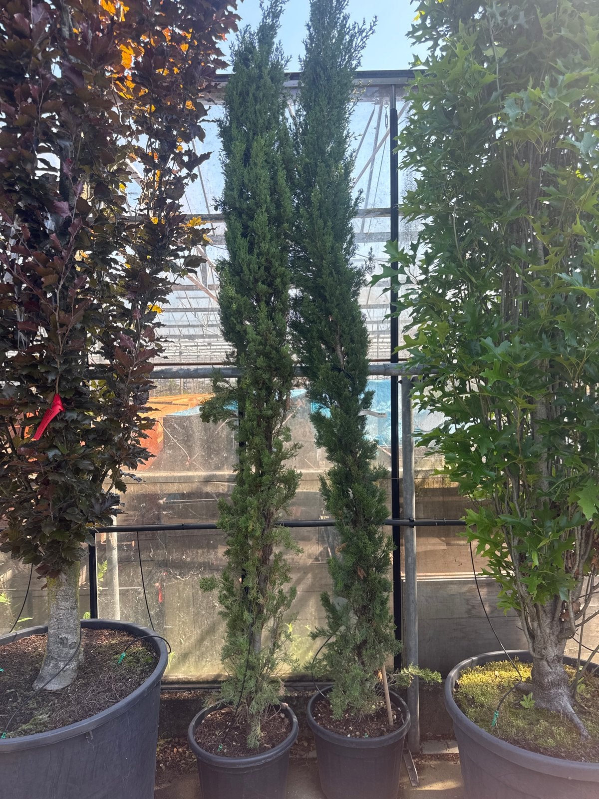 Cupressus sempervirens €50,- 2 voor €80,- (6 beschikbaar), Bloeit niet, 250 tot 400 cm, Zuilboom, Ophalen