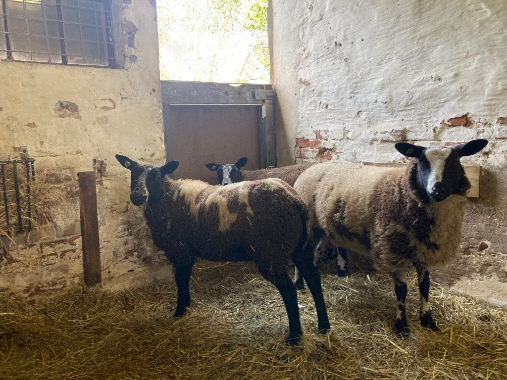 Mooie bonte zwoegervrije ooien, Vrouwelijk, Schaap, 0 tot 2 jaar