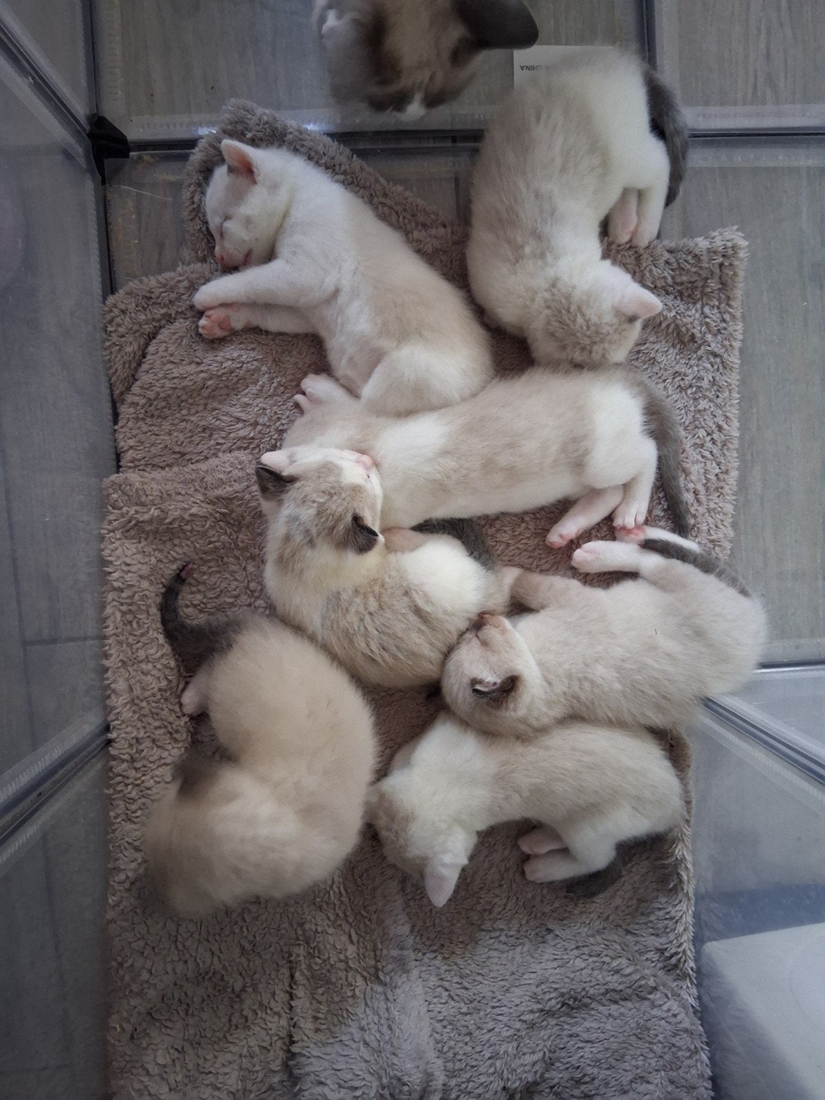 Snowshoe x siamees kittens mogen meteen mee., Meerdere dieren
