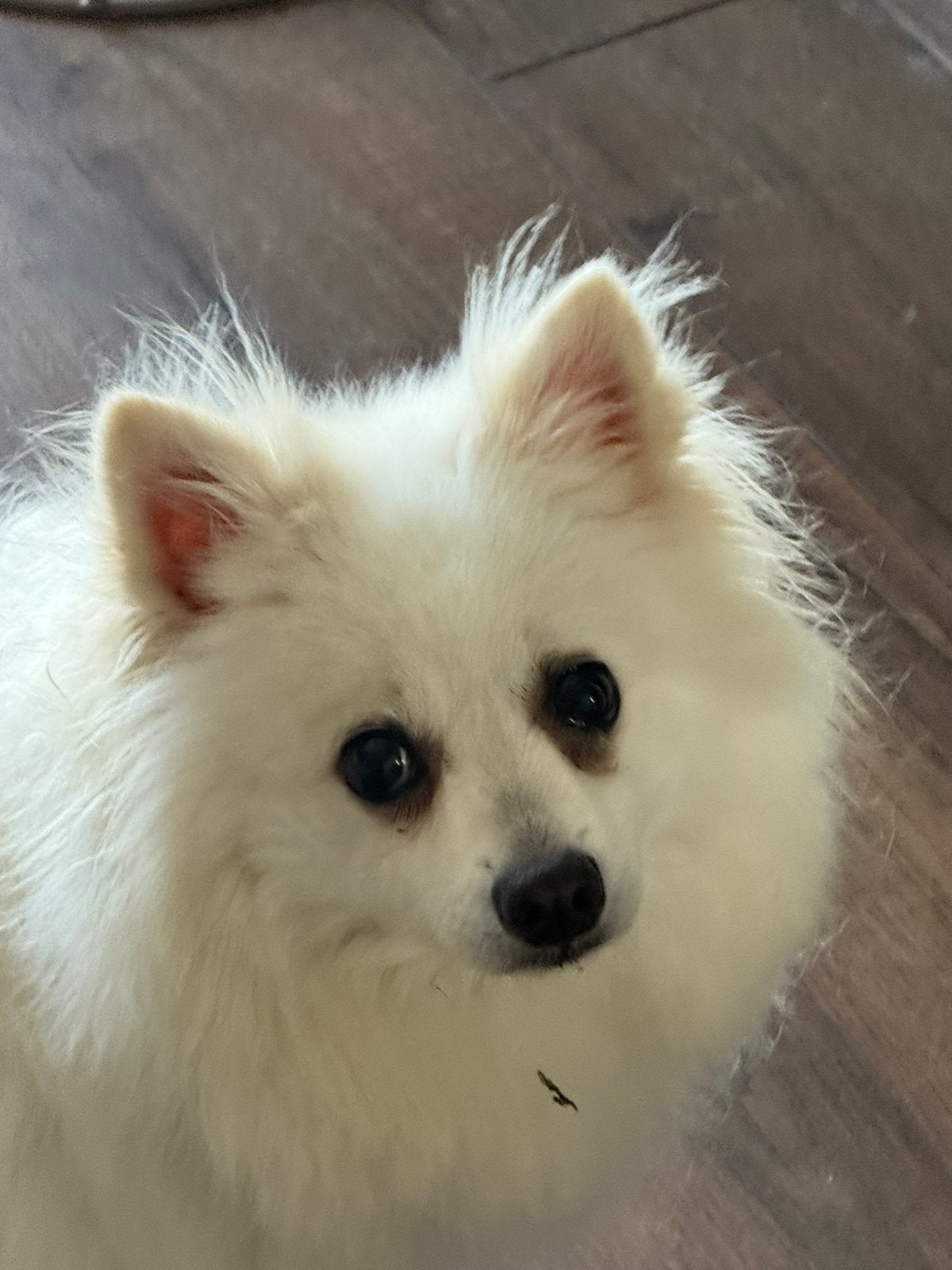Pomeriaan/ Keeshond, 6 jaar of ouder, Particulier, Keeshond, Buitenland
