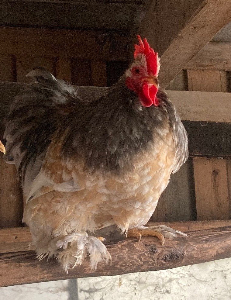Broedeieren Cochin, Dieren en Toebehoren, Pluimvee, Geslacht onbekend, Kip