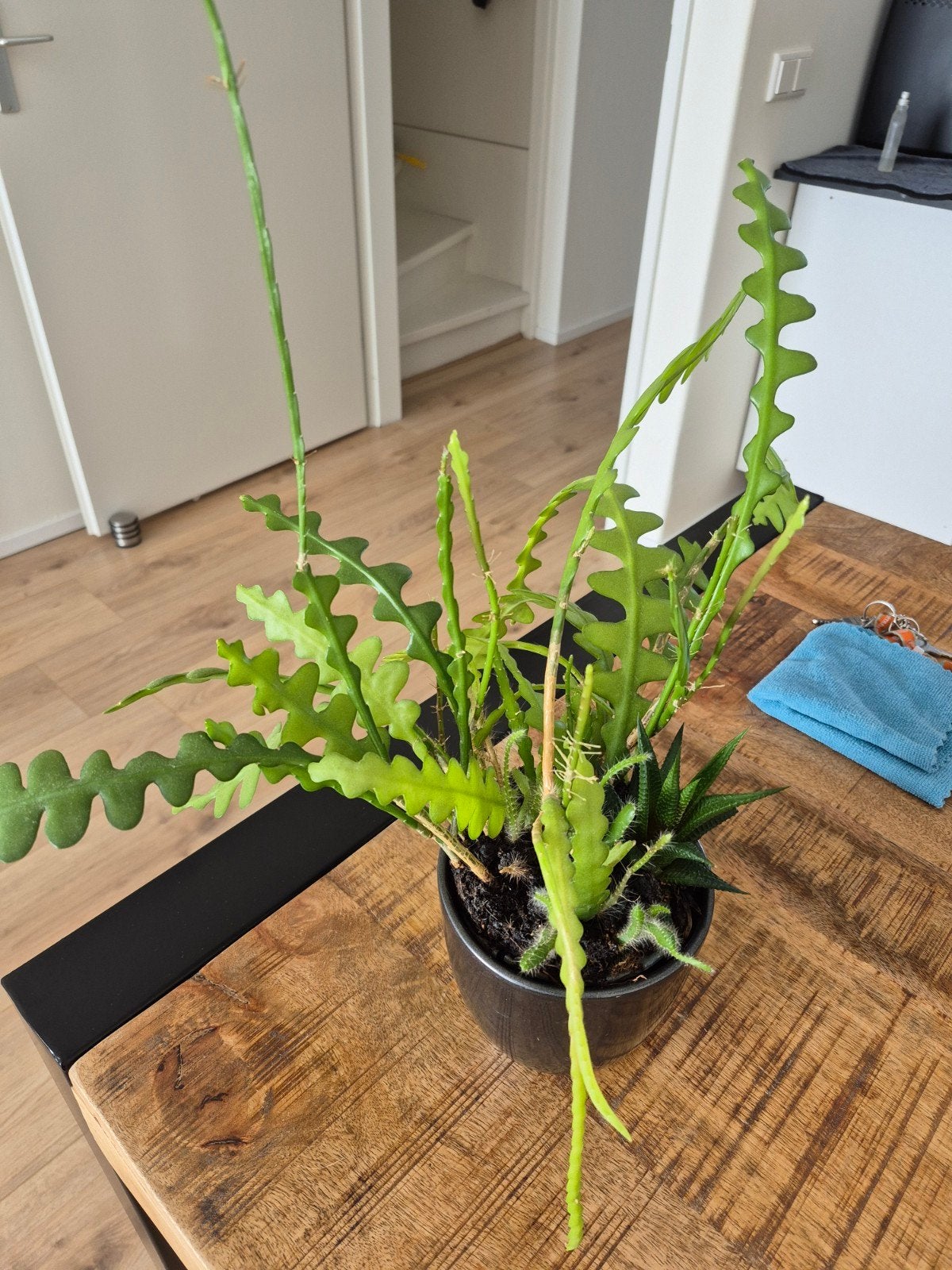 Rhipsalis (Zaagcactus) in pot, Huis en Inrichting, Minder dan 100 cm, Groene kamerplant, Halfschaduw, Ophalen of Verzenden