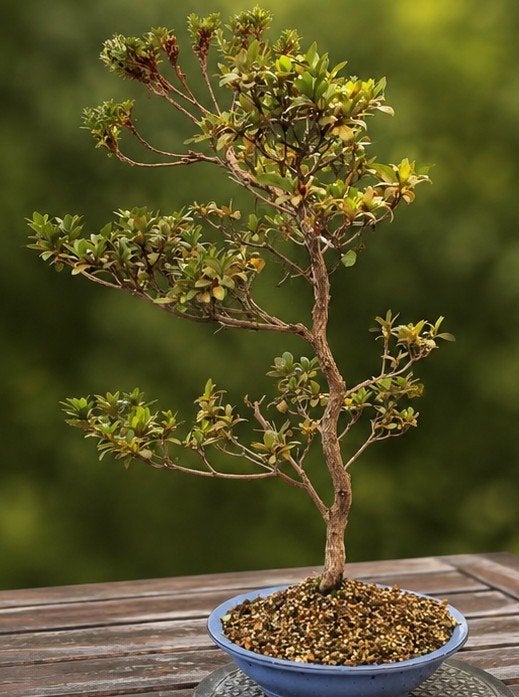 Satsuki Azalea 'Hatsukoi', Overige soorten, Lente, Minder dan 100 cm, Ophalen