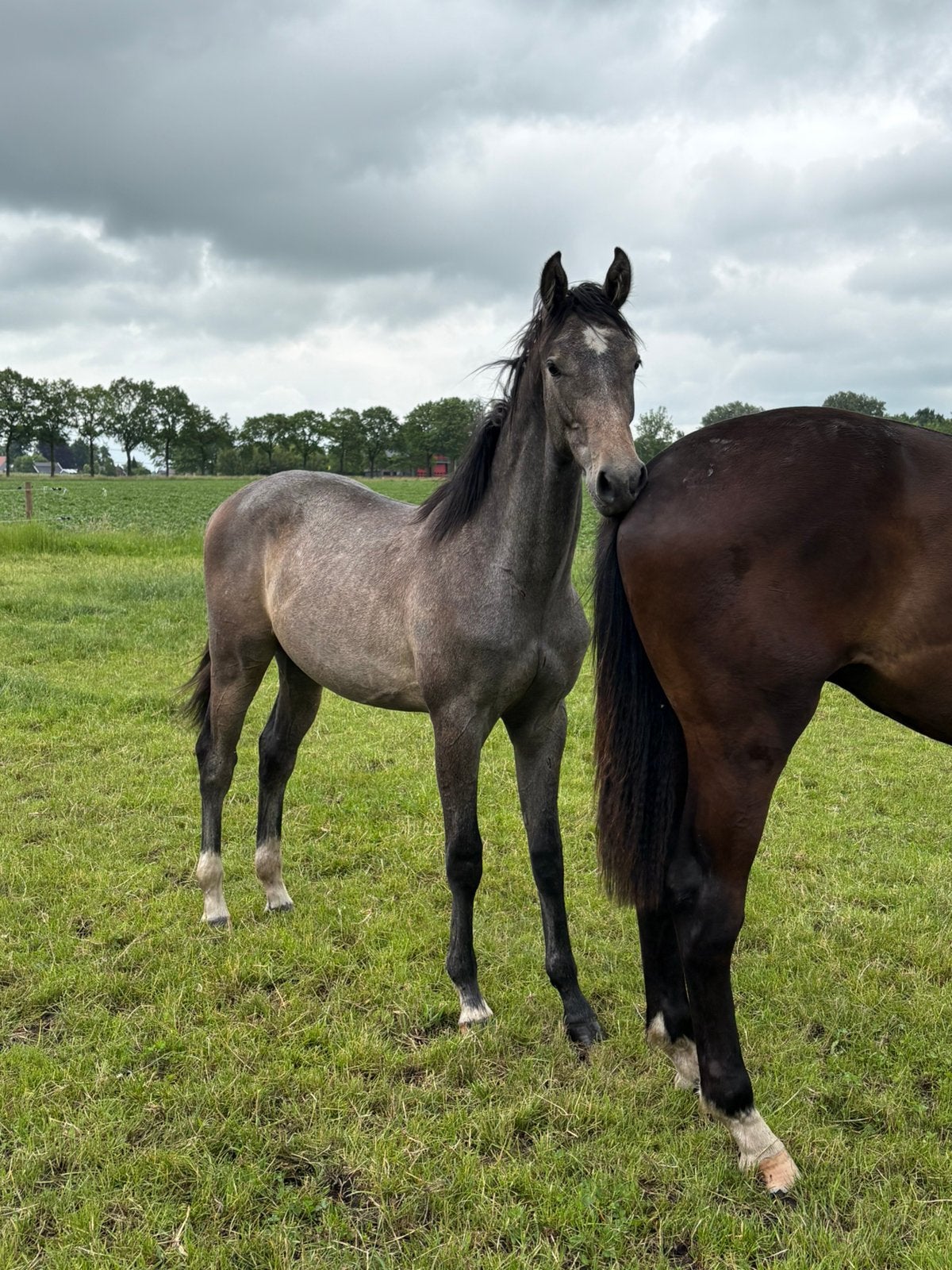 Mooie jaarling hengst, Dieren en Toebehoren, Paarden, Springpaard, Met stamboom, 0 tot 2 jaar, Hengst