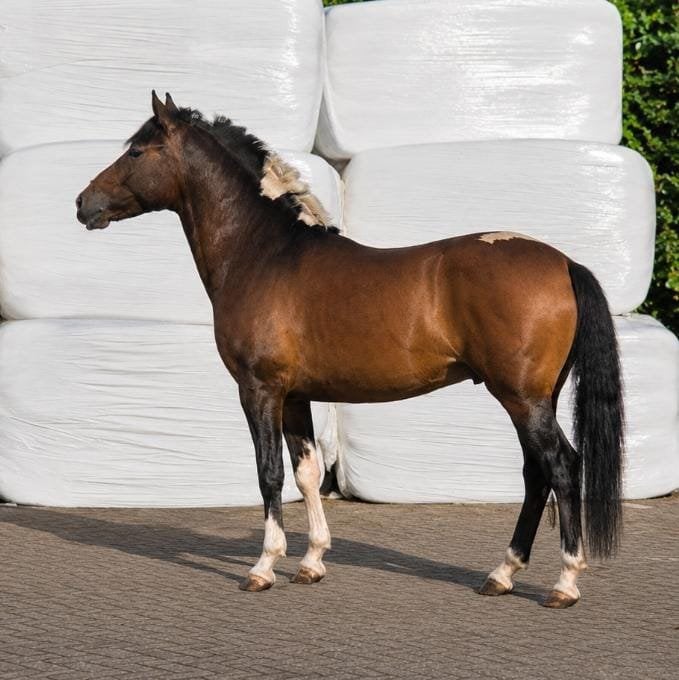 Bijzondere Huzule ruin pony, Ruin, 0 tot 2 jaar, Gechipt, Onbeleerd