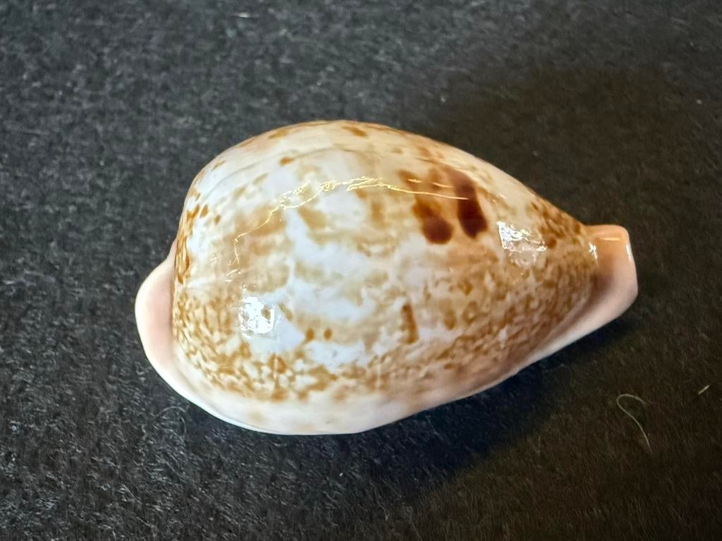 Cypraea Hirasei, Ophalen of Verzenden, Zo goed als nieuw