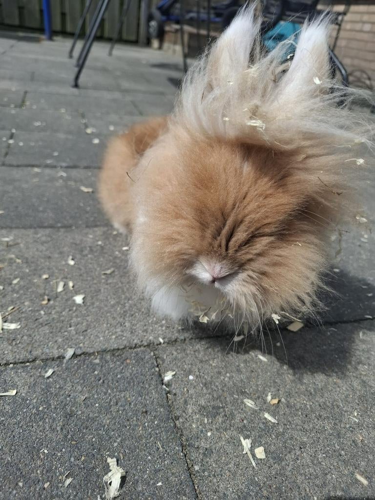 Lief mannetjes konijn, Mannelijk, Eend