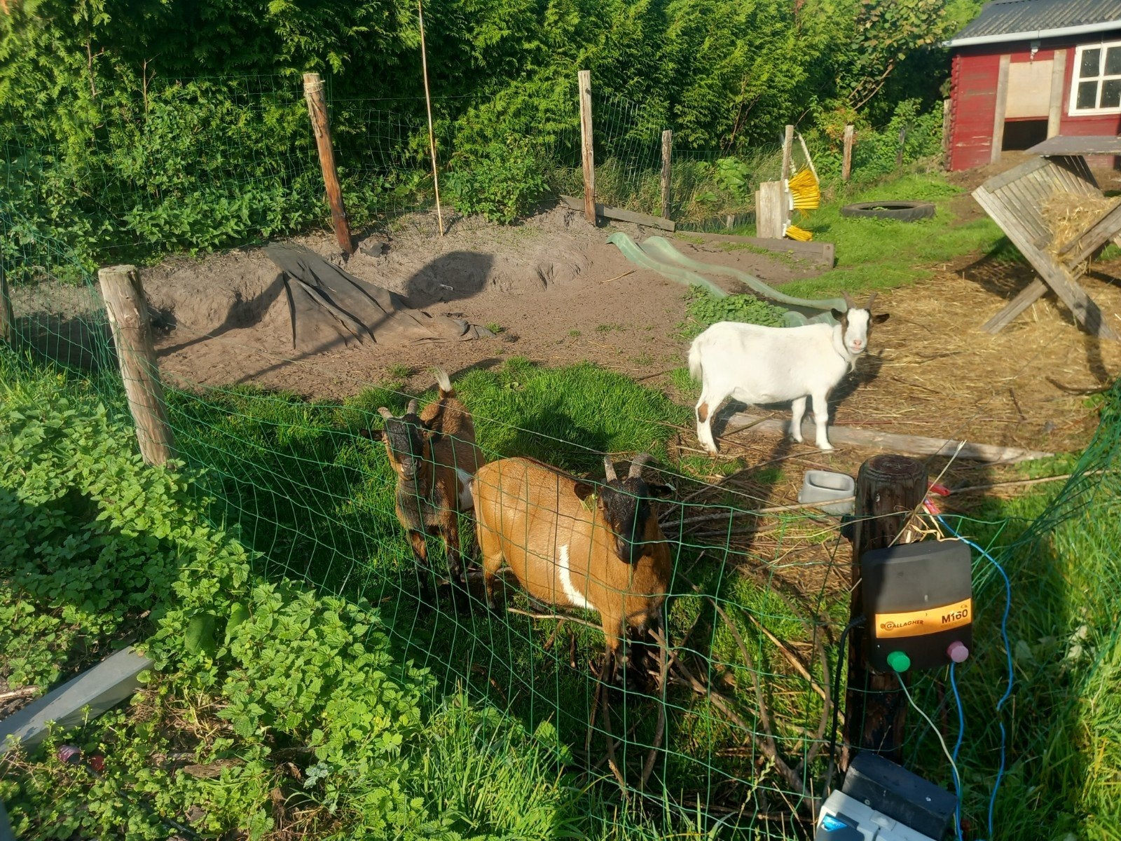 lieve geitjes, 3st, Vrouwelijk, Geit, 3 tot 5 jaar