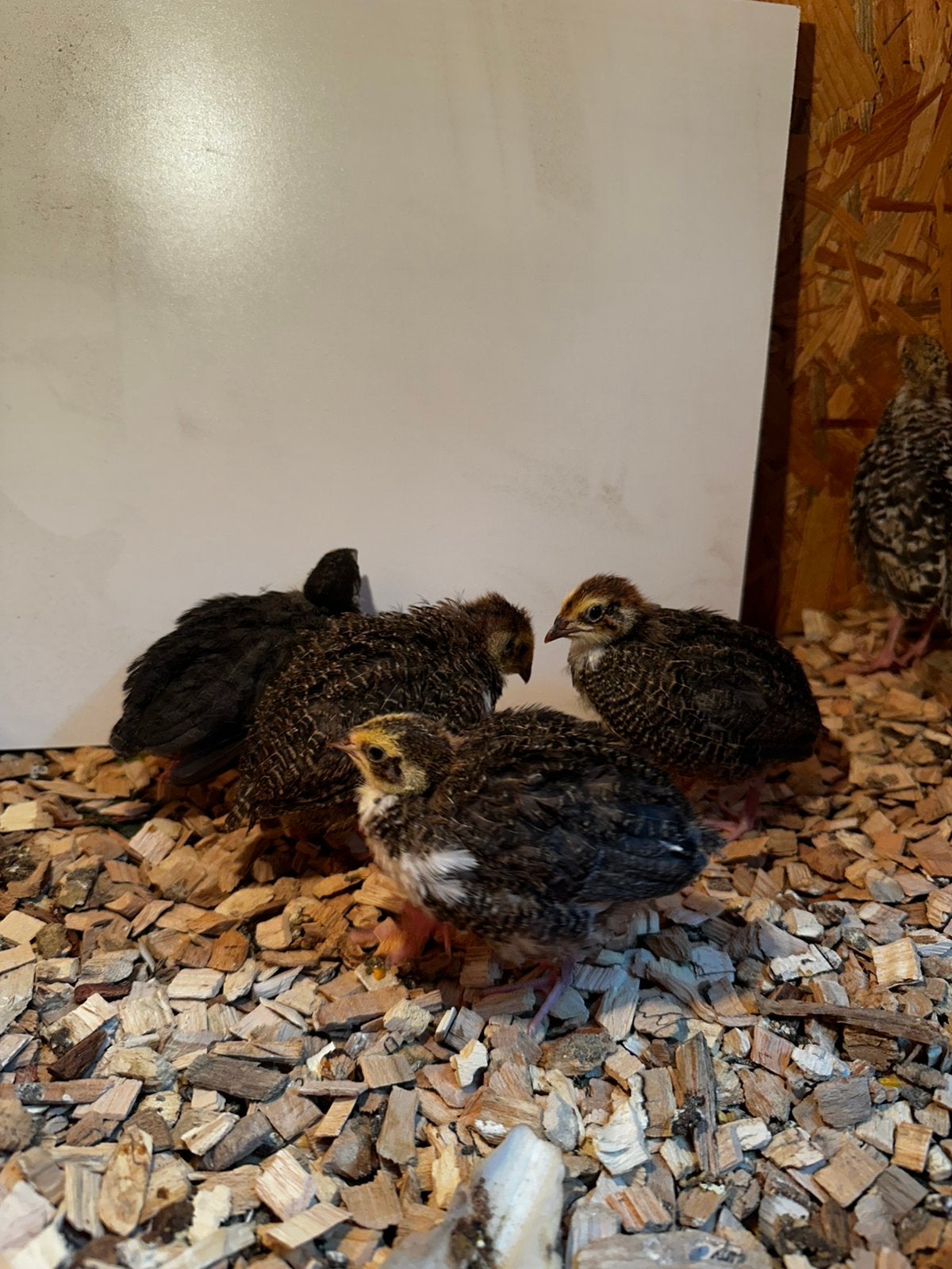 Japanse kwartels, Meerdere dieren, Overige soorten