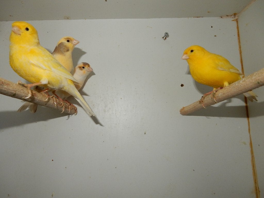 GELE KANARIES, Dieren en Toebehoren, Meerdere dieren, Kleurkanarie