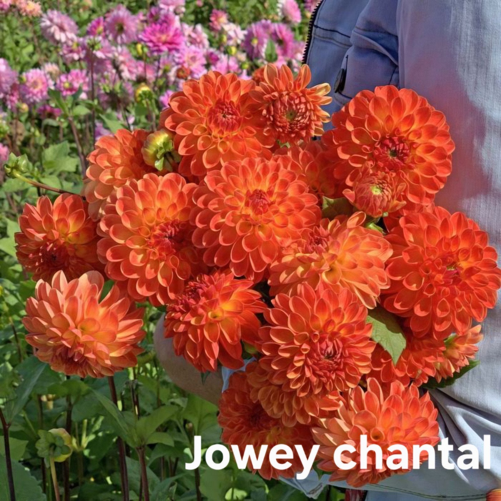 Dahlia Jowey chantal in pot, Ophalen, Volle zon, Knol