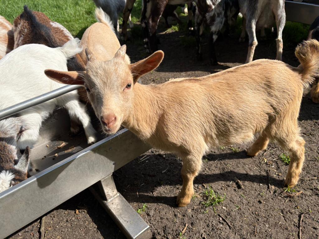 Tk dwergbokjes dekbokjes, Meerdere dieren, Geit