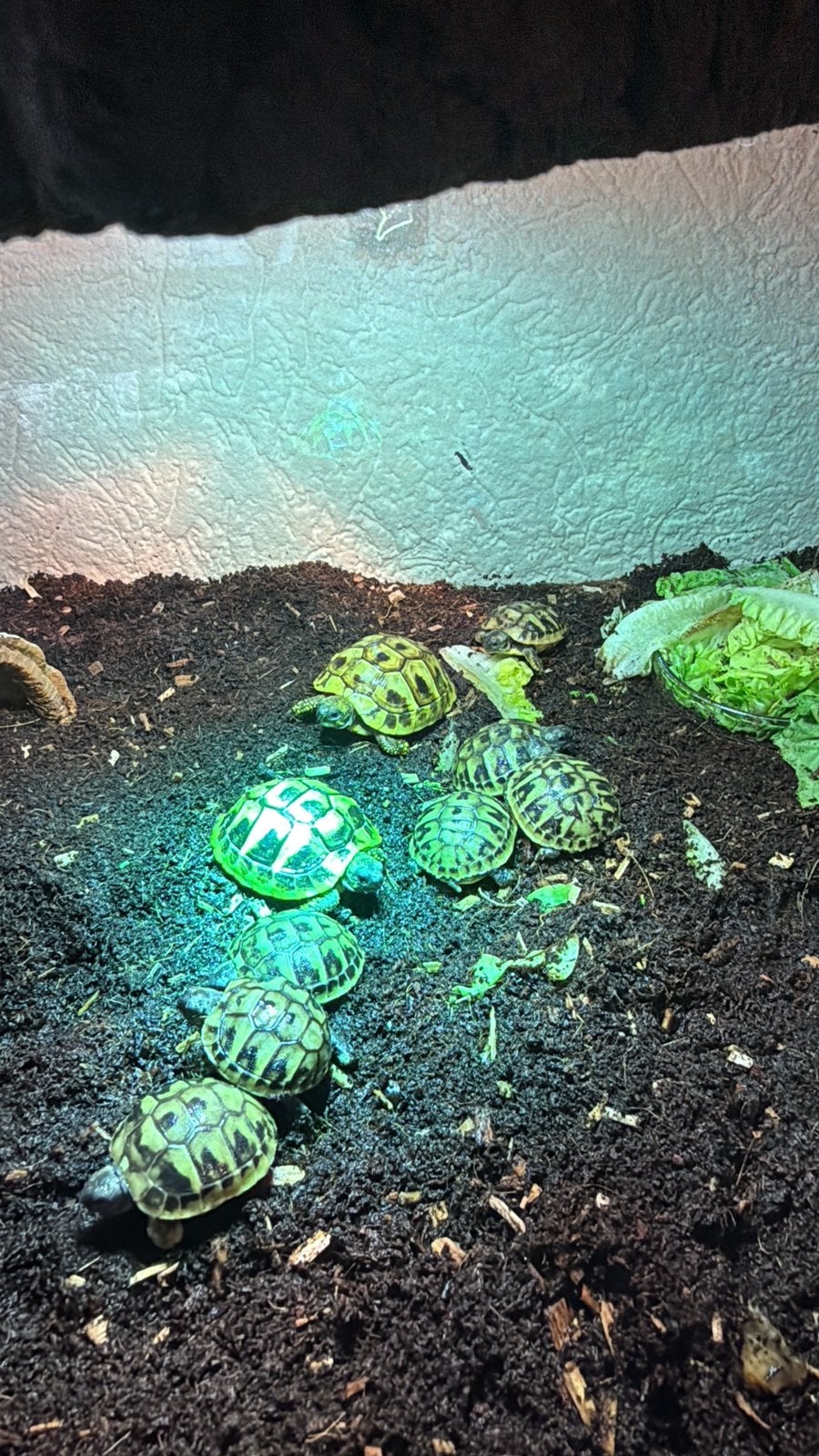 Griekse landschildpadjes, Dieren en Toebehoren, Schildpad, 0 tot 2 jaar