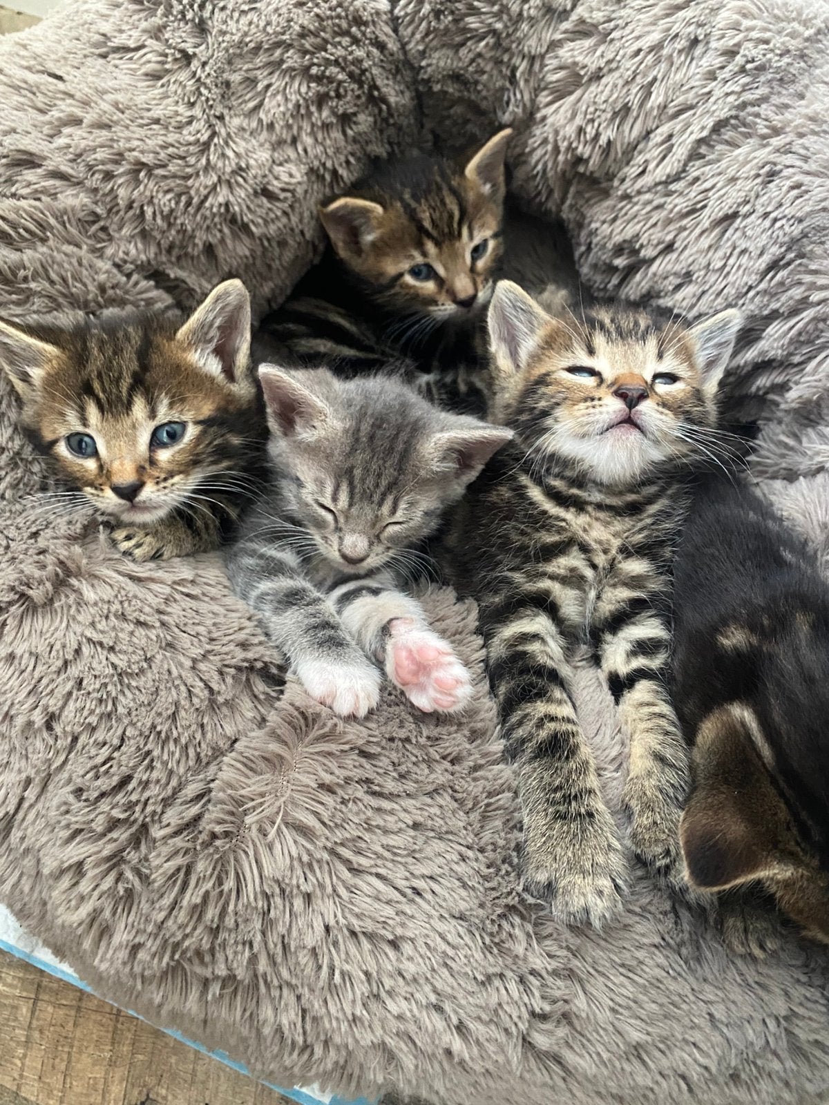 Halve bengels, Meerdere dieren, Ontwormd, 0 tot 2 jaar