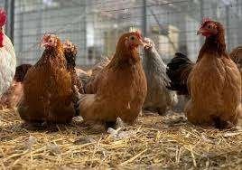 Krielkippen: Veel keuze.................., Dieren en Toebehoren, Pluimvee, Vrouwelijk, Kip