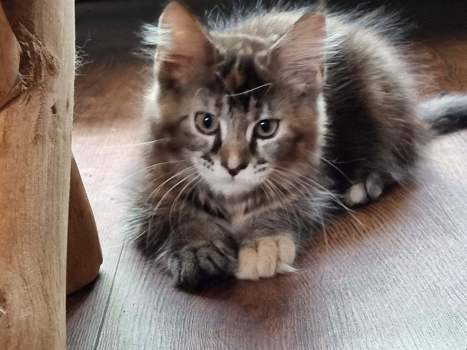 Grote XXL Maine Coon kittens met stamboom, Dieren en Toebehoren, Meerdere dieren, Met stamboom, 0 tot 2 jaar