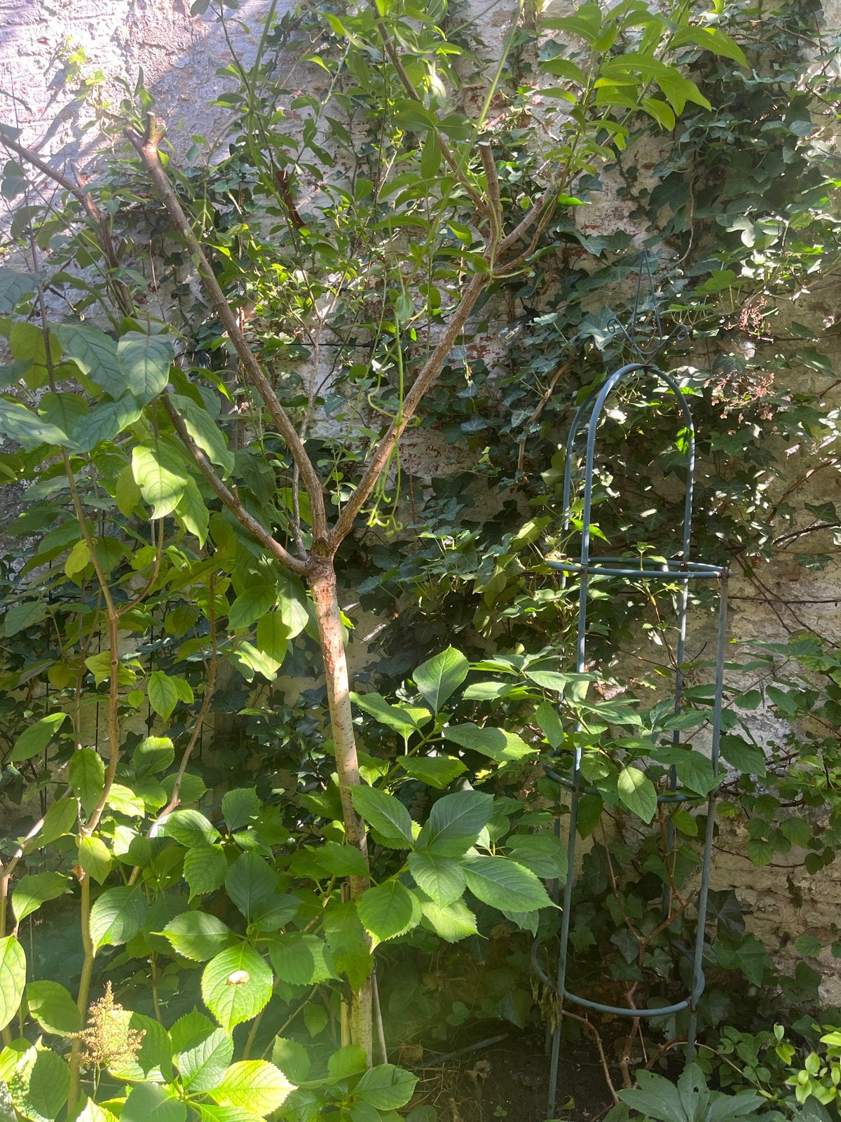 Geënte bonte wilg (salix) op stam (2x), Ophalen, Lente, 100 tot 250 cm