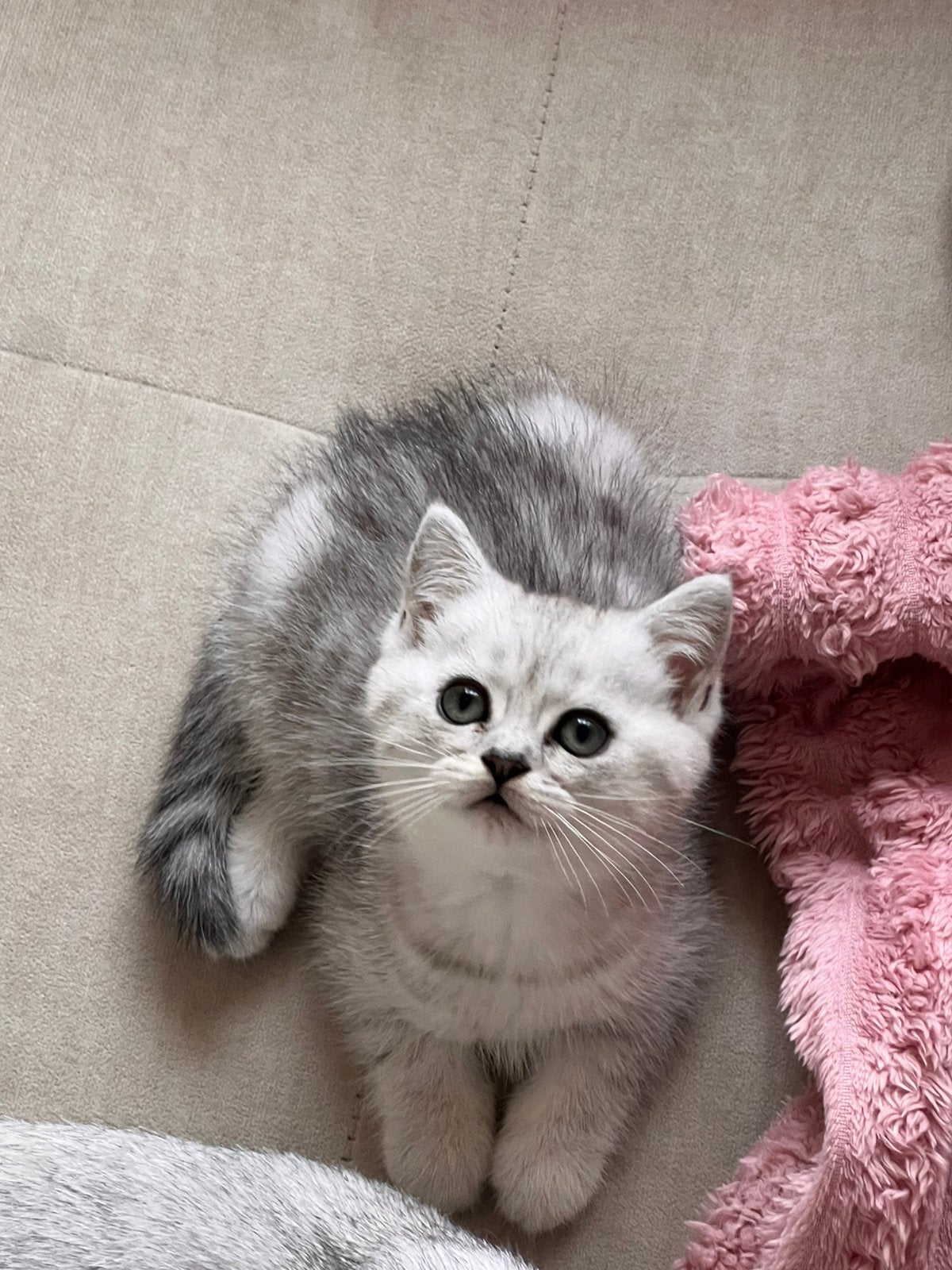 British korthaar kitten, Dieren en Toebehoren, Katten en Kittens | Raskatten | Langhaar, Meerdere dieren