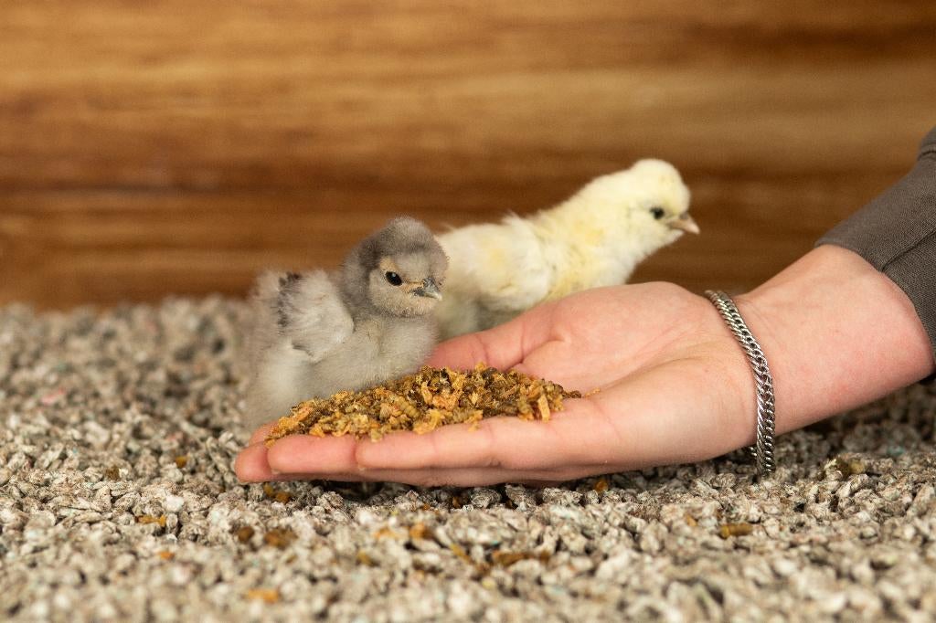 Zijdehoender kriel kippenkuikens | Gesekst en Ingeënt, Dieren en Toebehoren, Pluimvee, Vrouwelijk, Kip