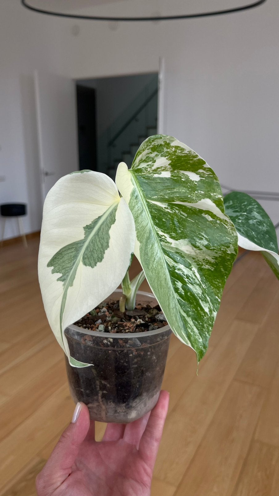 Monstera Albo, Ophalen, Halfschaduw, Minder dan 100 cm