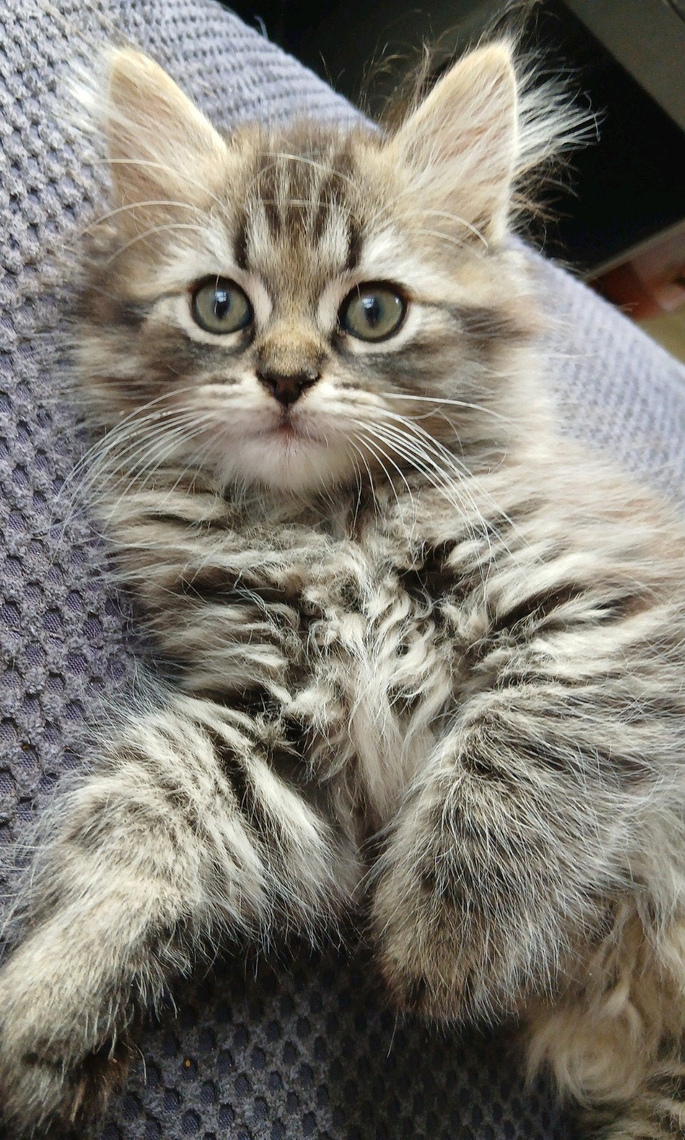 Prachtige Ragcoon kittens, Meerdere dieren, Ontwormd, 0 tot 2 jaar