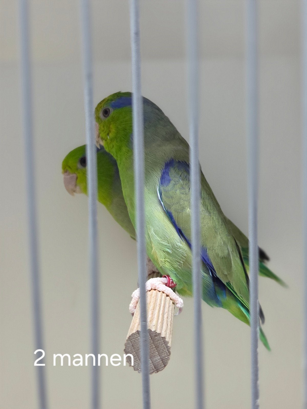 forpus coelestis, Meerdere dieren, Parkiet, Geringd