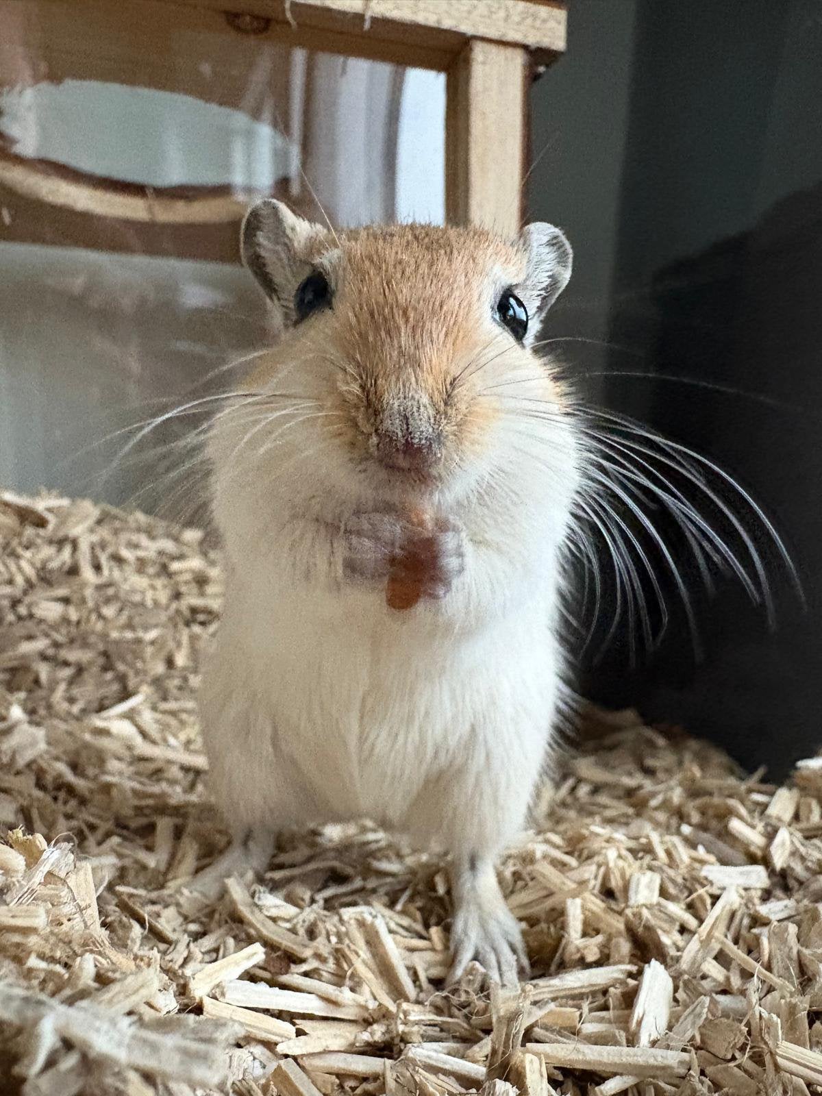 2 lieve tamme gerbils, Juni, Meerdere dieren, Overige typen, Tam