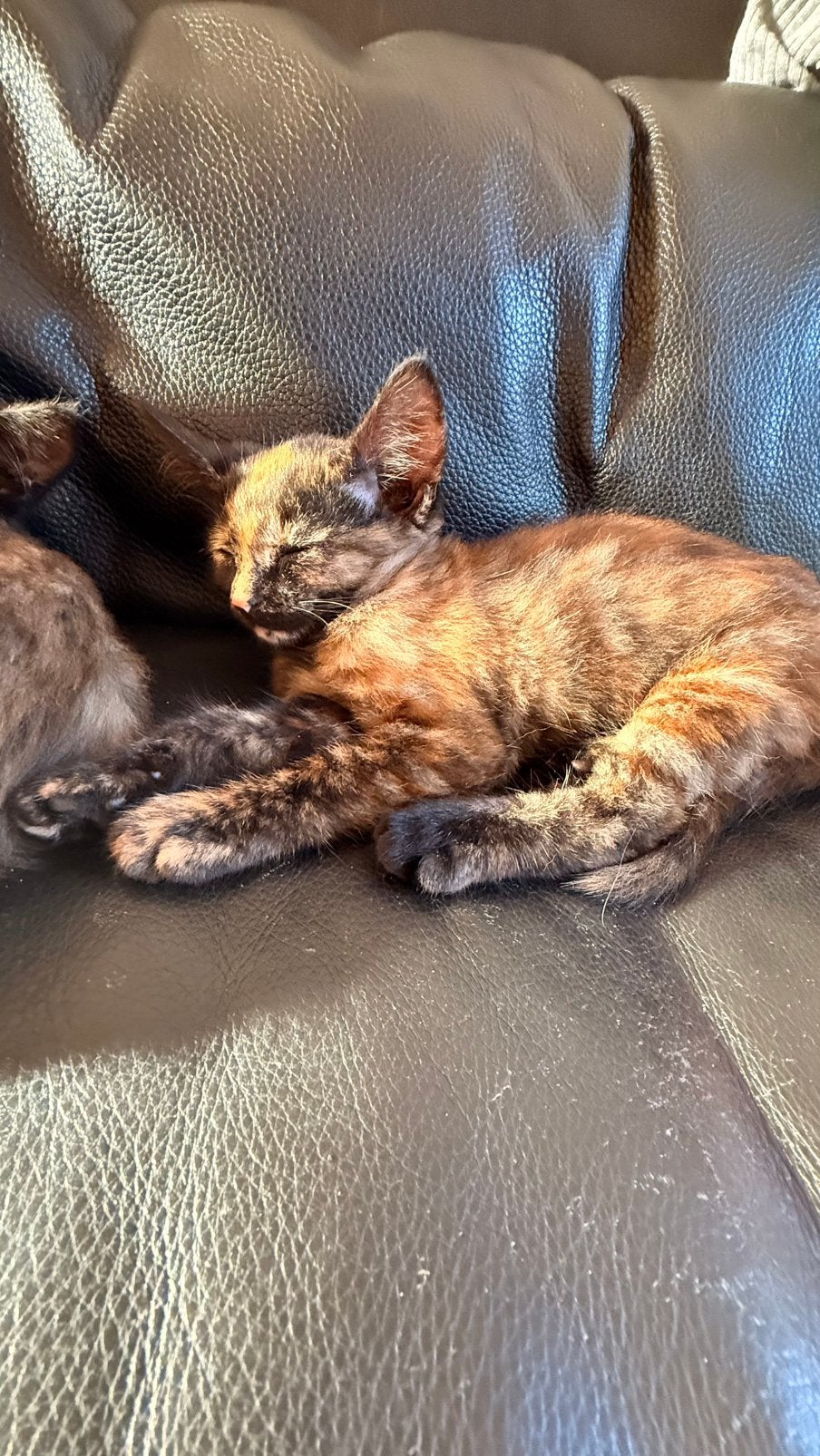 Lieve kittens zoeken een warm mandje, Dieren en Toebehoren, Katten en Kittens | Overige Katten, Meerdere dieren