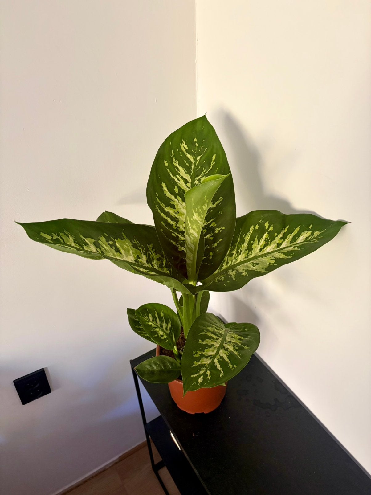 Dieffenbachia kamerplant, Ophalen of Verzenden, Halfschaduw, Minder dan 100 cm