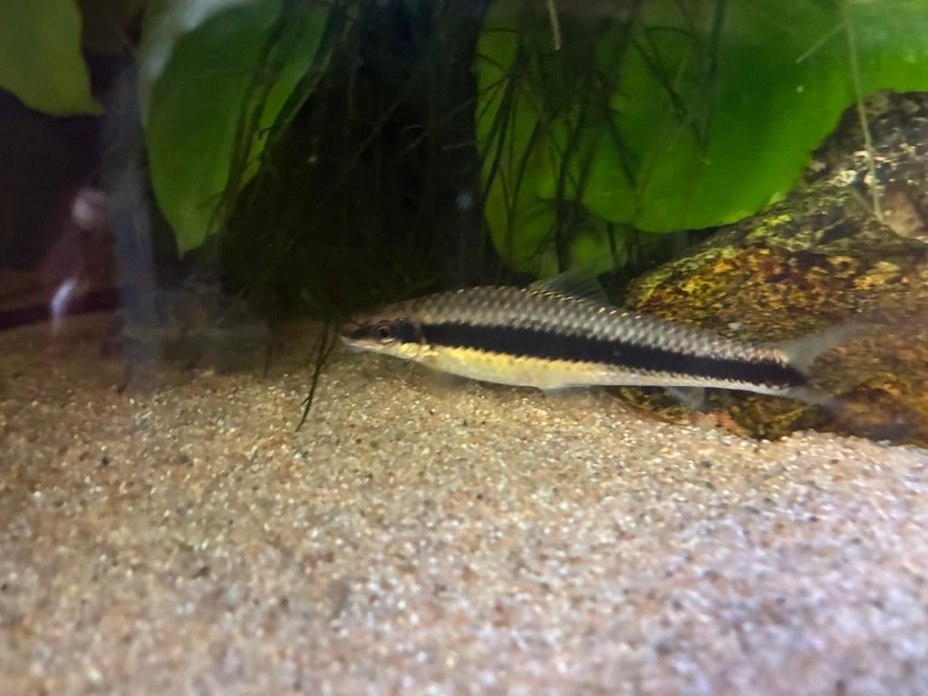 2x Siamese algeneter (+/- 12 cm), Vis, Zoetwatervis