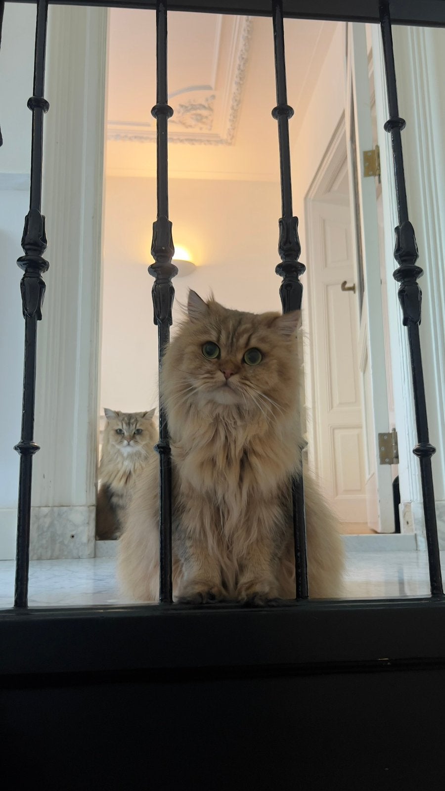 Twee lieve Britse Langhaar poezen zoeken een liefdevol thuis, Poes, Gechipt