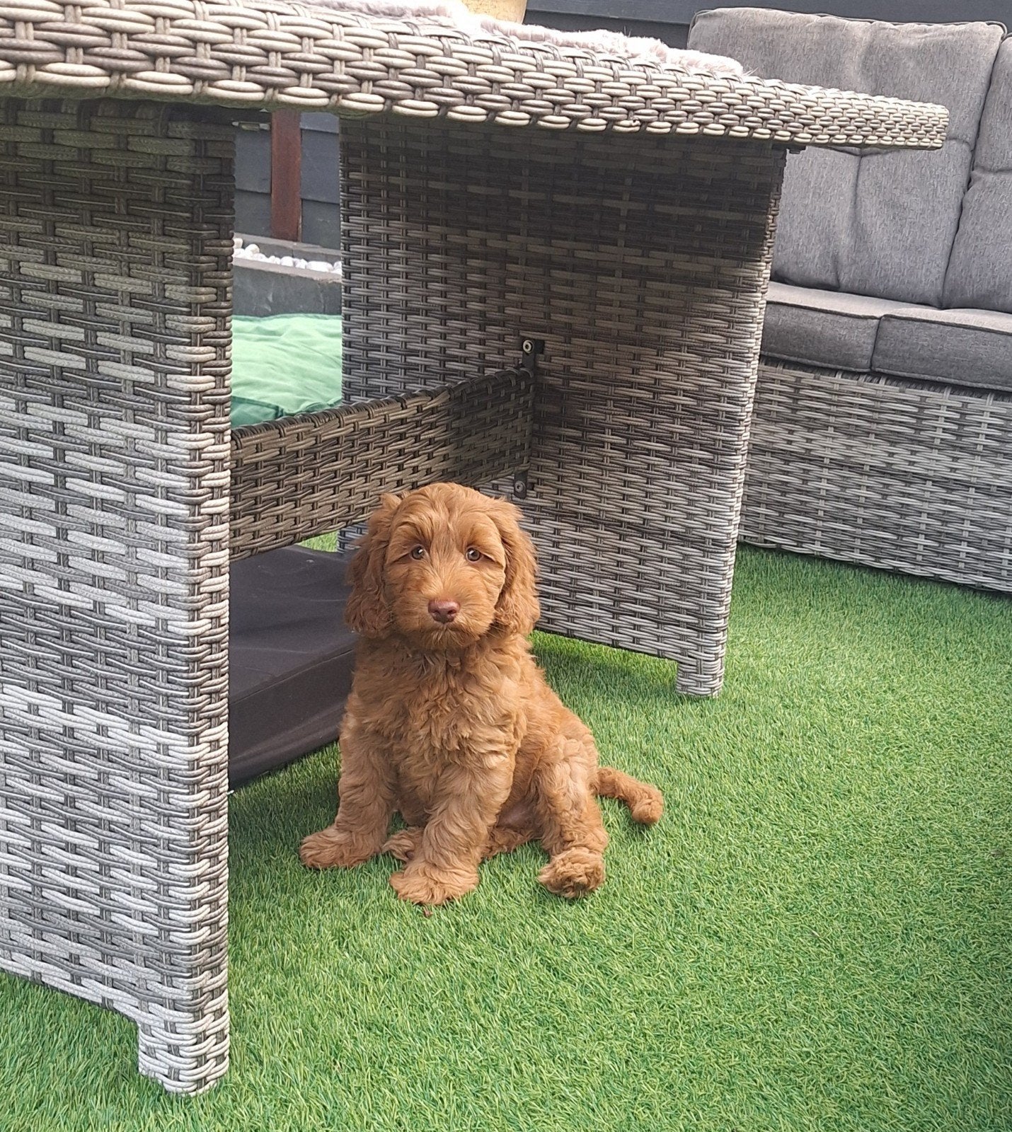 Gastgezin gezocht, Australian labradoodle teefje, Nederland, Overige rassen, 8 tot 15 weken, Teef