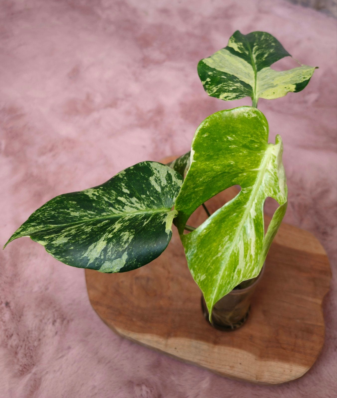 Monstera oceana mint, Overige soorten, Vaste plant, Ophalen of Verzenden, Bloeit niet