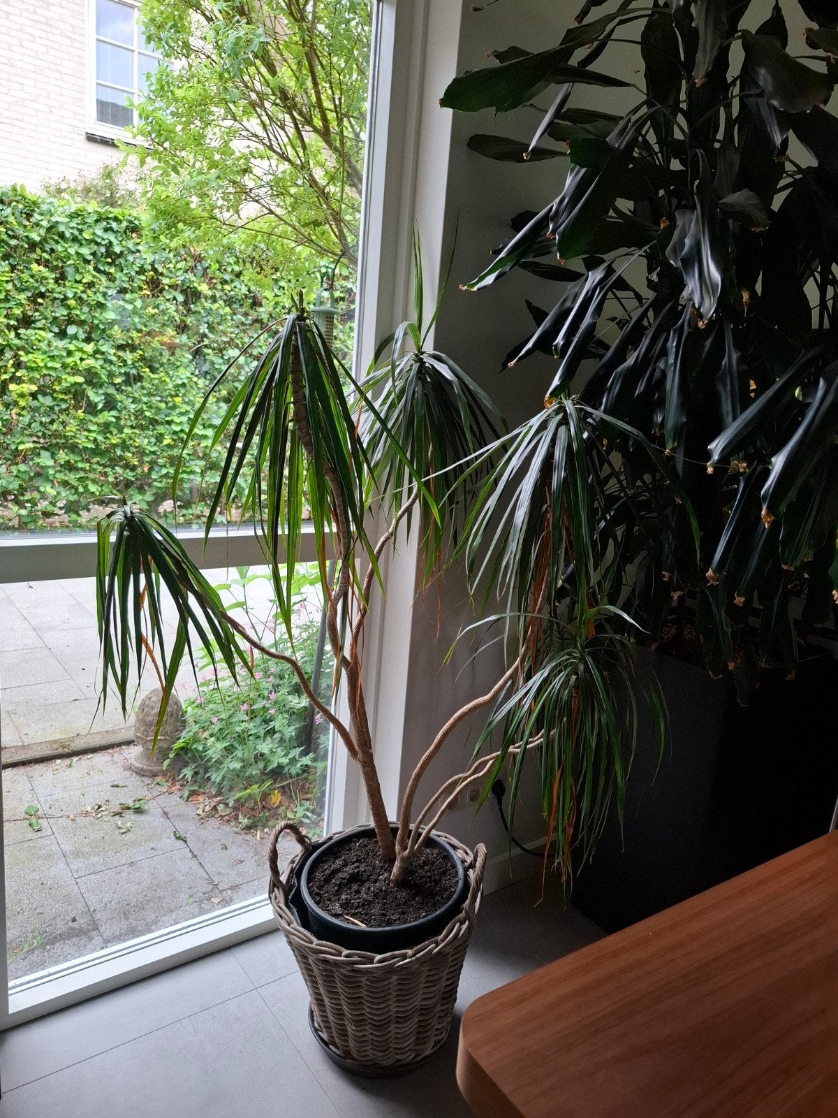 Grote dracena kamerplant, Ophalen of Verzenden, Halfschaduw, Minder dan 100 cm