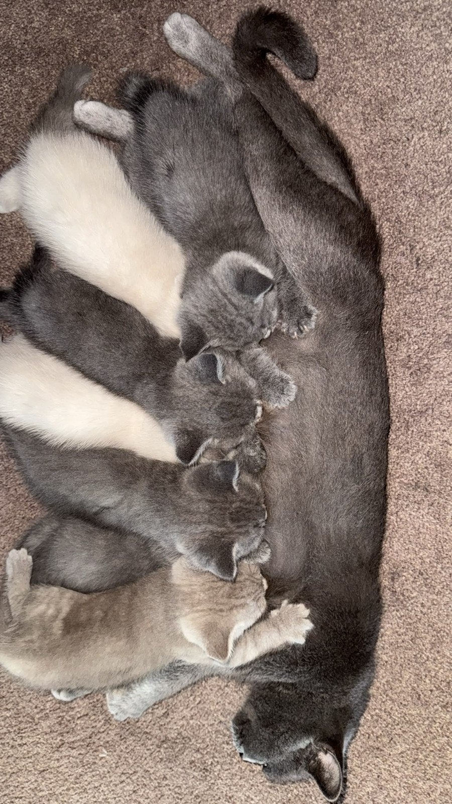 Britse Korthaar Kittens (grijs/wit/beige), Dieren en Toebehoren, Meerdere dieren, Ontwormd