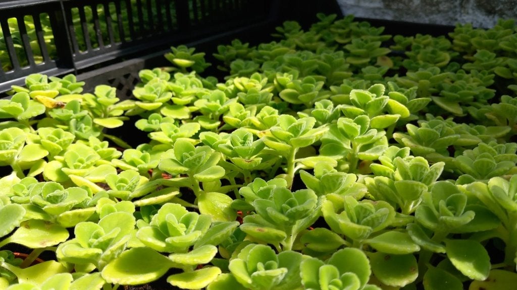 Cuban oregano plantjes (Coleus ambionicus), Ophalen, Overige soorten, In pot, Minder dan 100 cm