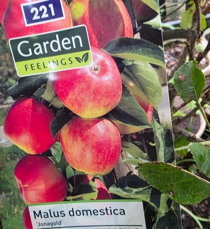Diverse fruitbomen en planten in pot, Overige soorten, Zomer, Ophalen, Volle zon