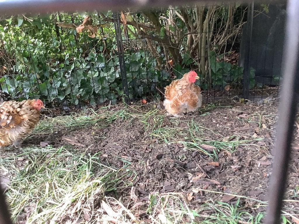 Chocin kriel kip, Vrouwelijk, Kip