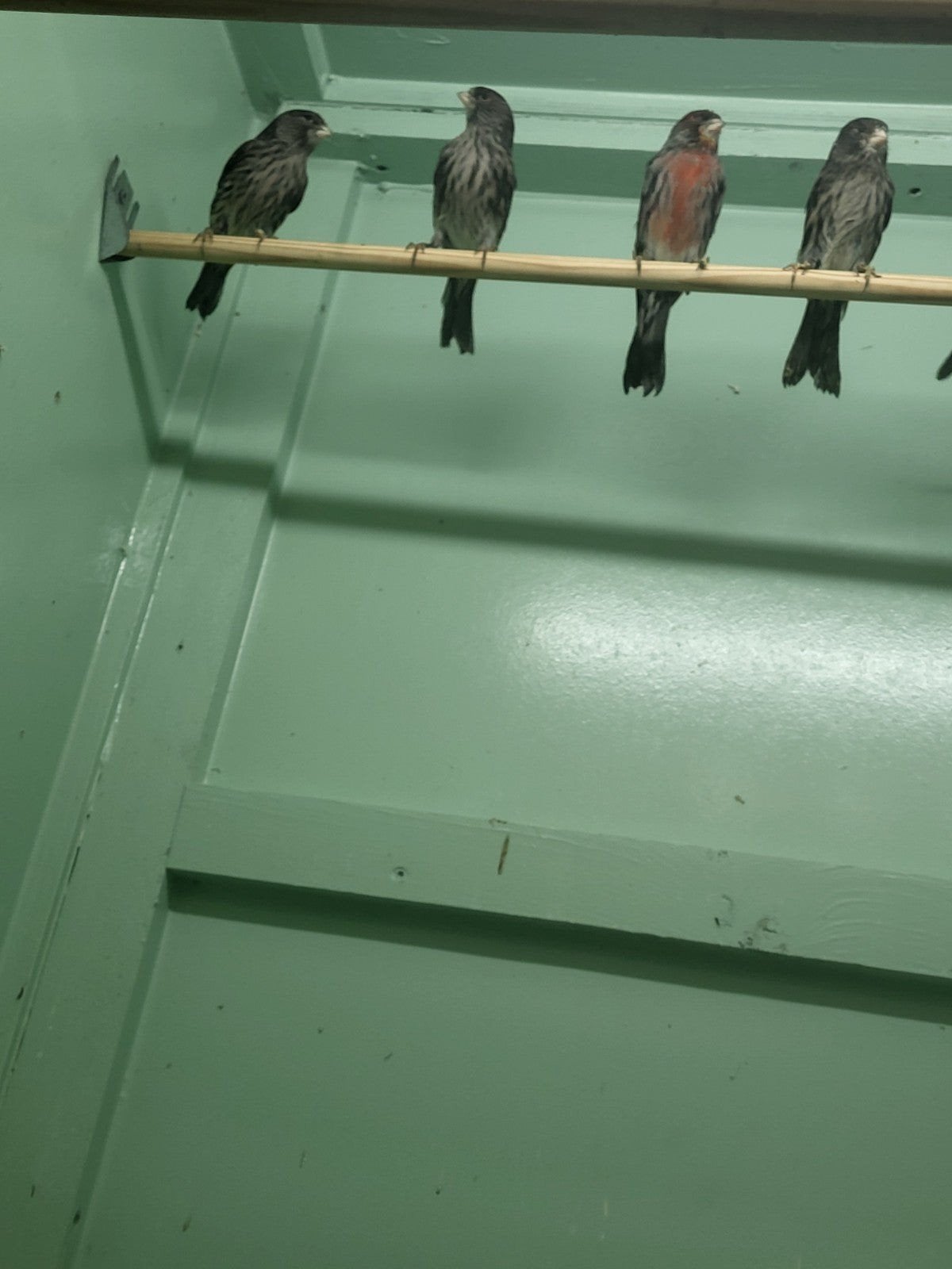 Zwart rood mozaïek, Dieren en Toebehoren, Meerdere dieren, Kleurkanarie
