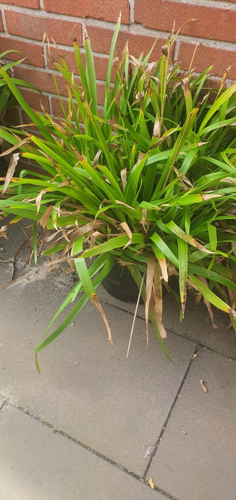 Carex gras te koop - Siergras voor tuin of balkon, Ophalen, Vaste plant, Siergrassen, Bloeit niet
