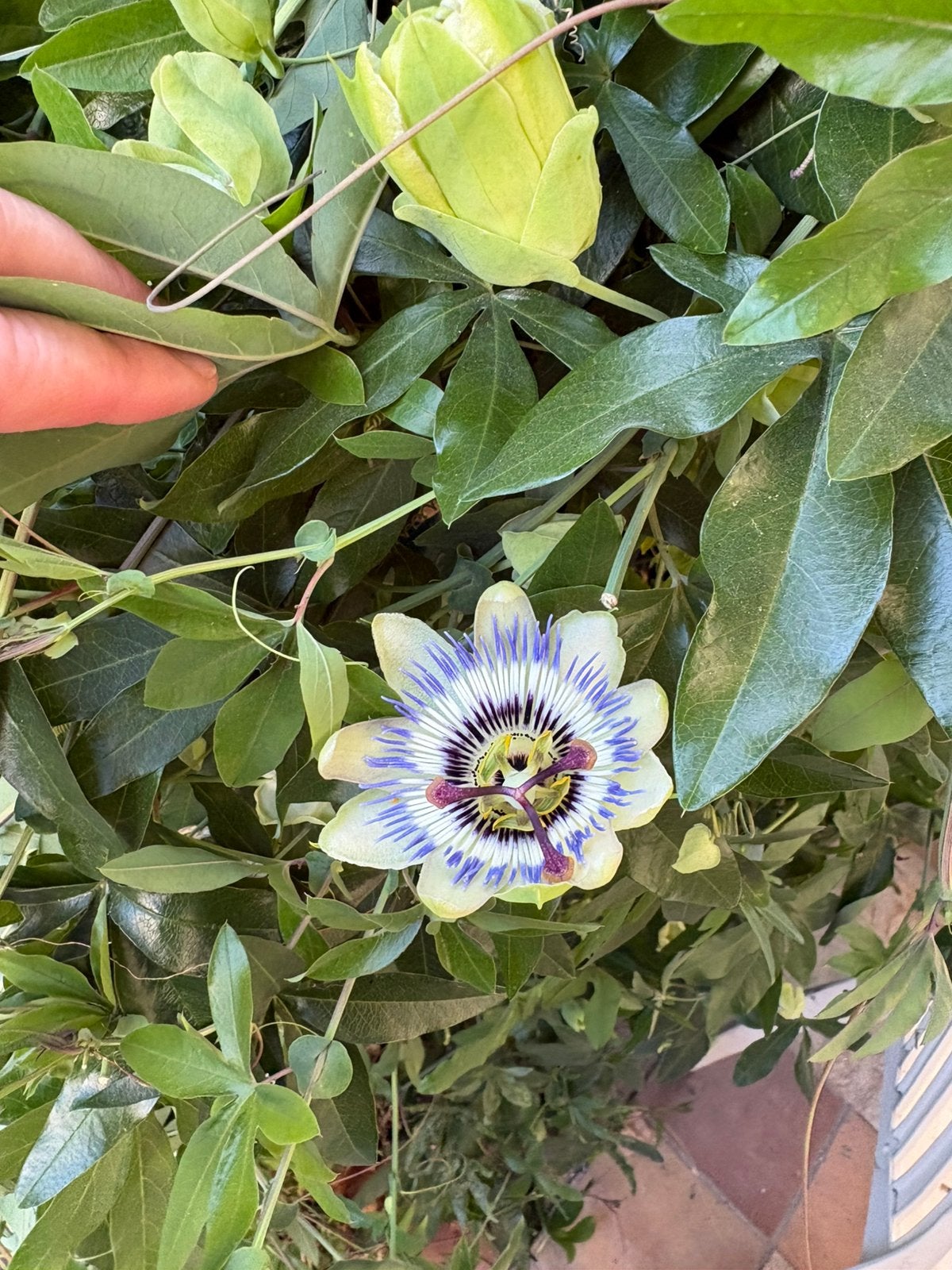 Passiebloem, Tuin en Terras, Planten | Bomen, Ophalen