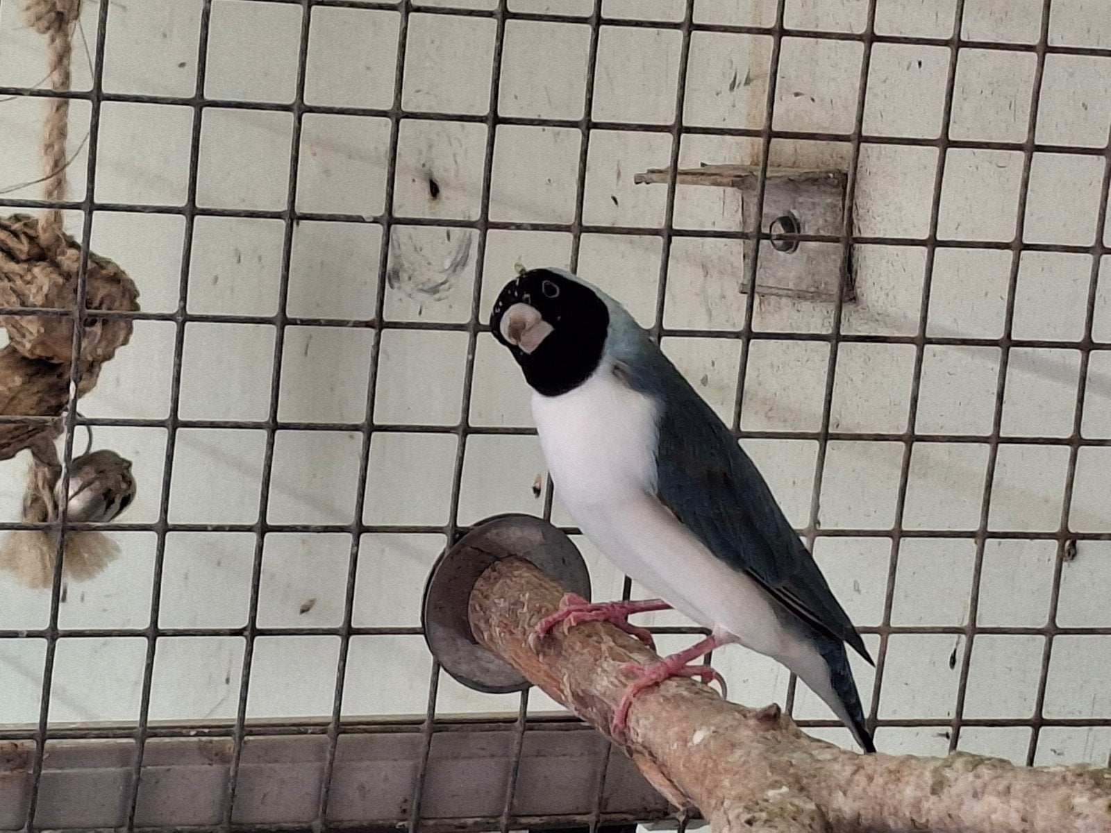 gouldamadine pop 2026, Dieren en Toebehoren, Vogels | Overige Vogels, Mannelijk